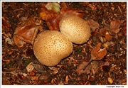 Common Earthball